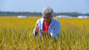 农民在水稻田中查看水稻长势42秒视频