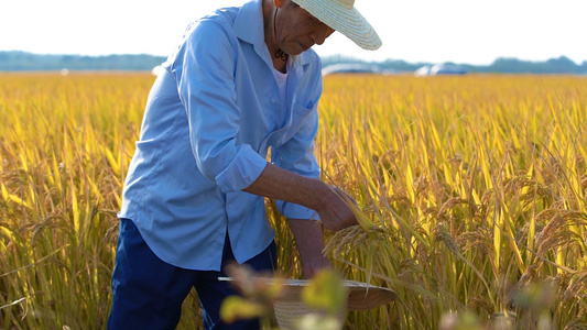 农民在田地里收割水稻视频