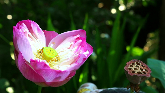 花朵在花园和干枝莲花中开花视频