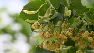 桂花树35秒视频