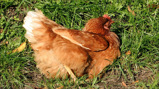 草地里在生蛋的老母鸡视频