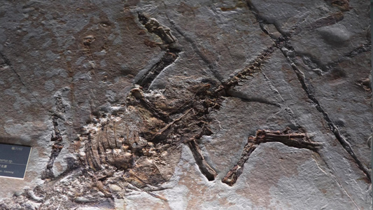 小恐龙化石考古视频