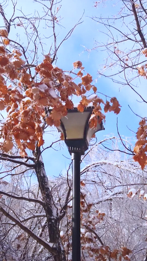 拍摄唯美冬季镜头雪花覆盖的路灯冷空气21秒视频