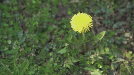 春天2的花朵视频