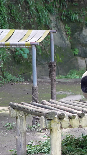 吃竹子的国宝大熊猫野生动物64秒视频
