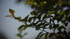 一种植物的普通叶子36秒视频