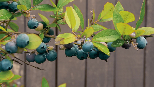 挂在花园的蓝莓白莓挂在灌木丛的树枝上视频