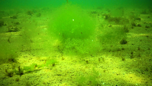 黑海的藻类绿藻在沙质海床上20秒视频