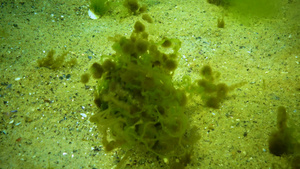 黑海的藻类24秒视频
