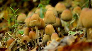 秋天慢动作的一连串蘑菇在森林里18秒视频
