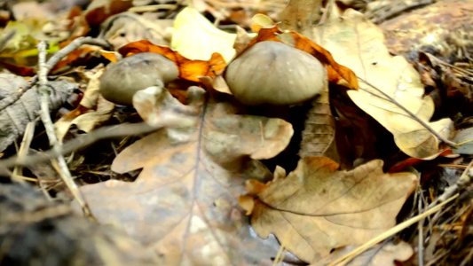 美丽阳光明媚的金色秋天森林的景观干橙叶小蘑菇生长在视频