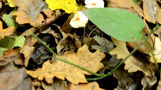 一片美丽的阳光明媚的金色秋天森林干橙叶小蘑菇在树叶视频