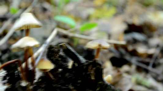 有毒蘑菇假蘑菇生长在森林中的古老的腐朽原木上视频