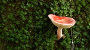 野生蘑菇特写镜头30秒视频