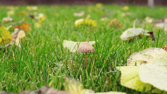 秋天下雨后在草坪种植了一只小蛤蛙蘑菇视频