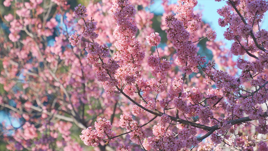 4K樱花视频