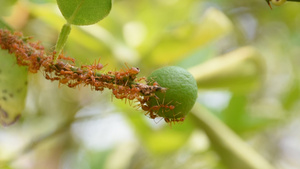 红蚂蚁走向柠檬水果13秒视频