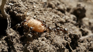 与工人和幼虫一起的蚂蚁巢新一代女王的幼崽33秒视频