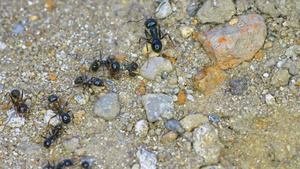 地面4k地面上一群蚂蚁20秒视频