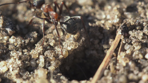 蚂蚁挖洞15秒视频