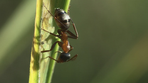长在草地上的蚂蚁20秒视频