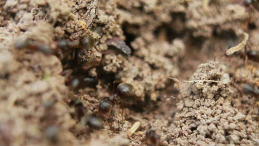 蚂蚁视频