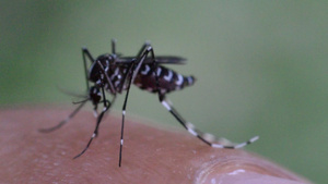 吸血的蚊子11秒视频