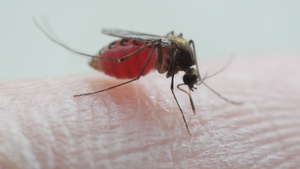 吸血的蚊子9秒视频
