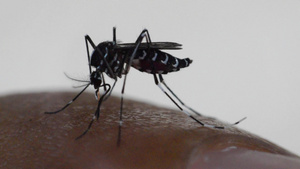 吸吸白种下孤立的血液的蚊子埃及人9秒视频