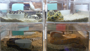 小型塑料箱装有各种冷血动物蛇10秒视频