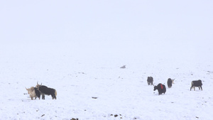 西藏高原雪地中的藏牦牛实拍视频46秒视频