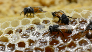 蜜蜂正在筑巢10秒视频