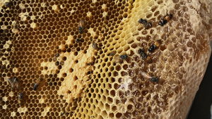 蜜蜂正在筑巢30秒视频