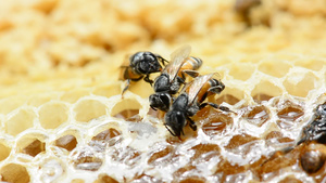 蜜蜂正在筑巢55秒视频