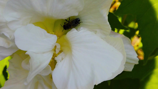 白花蜜蜂01慢动视频