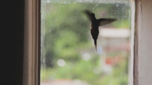 视频概念蜂鸟拼命飞翔寻找出路情绪和感受与被封锁者的11秒视频