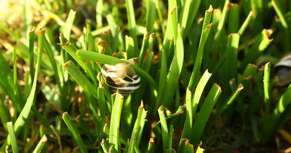 在草上吃蜗牛视频