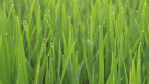 在稻田中带露水的蜘蛛9秒视频