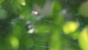 叶子上的小蜘蛛8秒视频