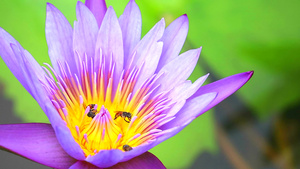 蜜蜂发现花园里淡粉色莲花的花粉很甜39秒视频