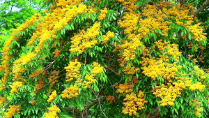 花朵在花园中盛开的黄色花朵31秒视频