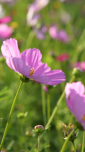 格桑花格桑梅朵视频