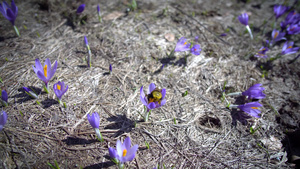 春天的黄蜜蜂在紫花椰子山红花上13秒视频