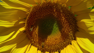 一只蜜蜂爬在向日葵上34秒视频