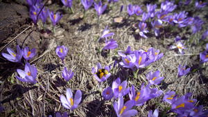 春天的黄蜜蜂在紫花椰子山红花上12秒视频