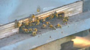 蜂巢中的蜜蜂群25秒视频
