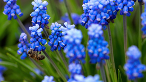 蜜蜂在穆斯卡里花朵附近飞翔22秒视频