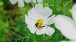 蜜蜂吸食白花的花蜜授粉与自然方法9秒视频