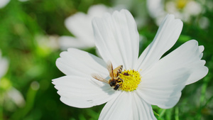 蜜蜂吸食白花的花蜜授粉与自然方法12秒视频