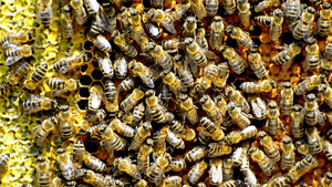 养蜂巢中的蜜蜂产生健康的甜甜圈11秒视频